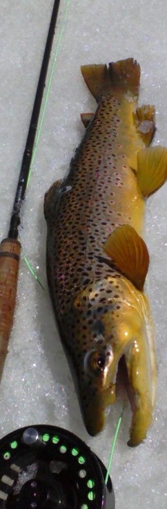 rod-and-trout